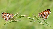 PARENTINI ANDREA - DI FRONTE - PREMIO MACRO